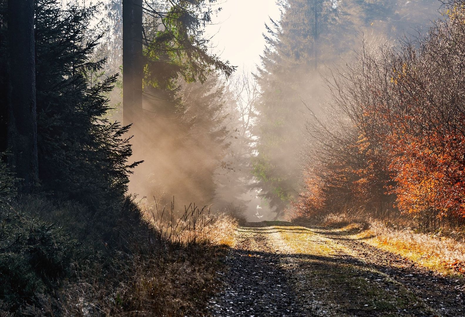 Sunlit autumn woodland path winding through misty evergreen trees